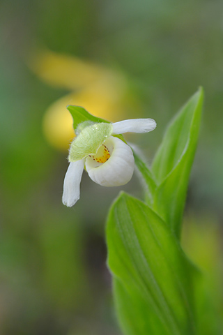 Cypripedium passerinum