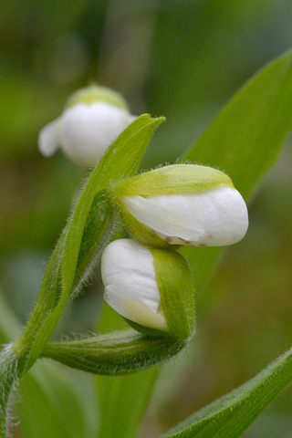 Cypripedium passerinum