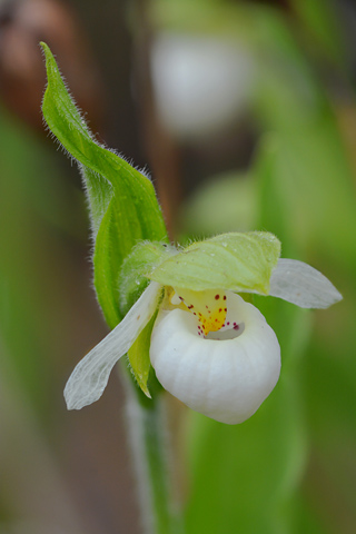 Cypripedium passerinum