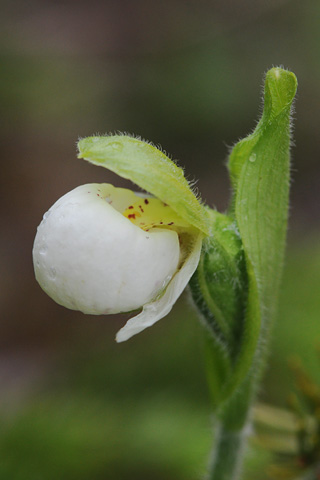 Cypripedium passerinum