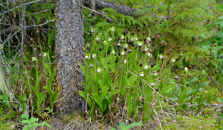 Cypripedium passerinum