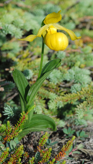 Cypripedium planipetalum