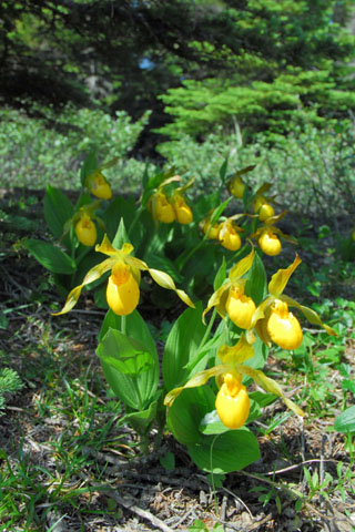 Cypripedium planipetalum