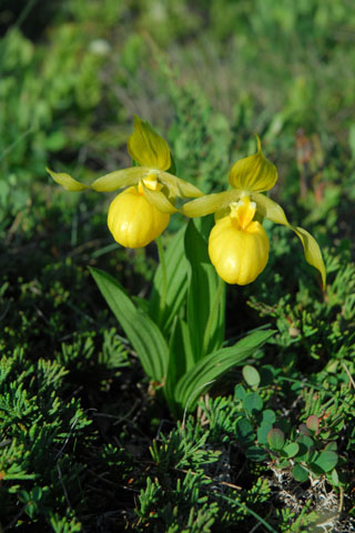 Cypripedium planipetalum