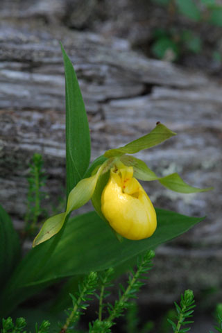 Cypripedium planipetalum