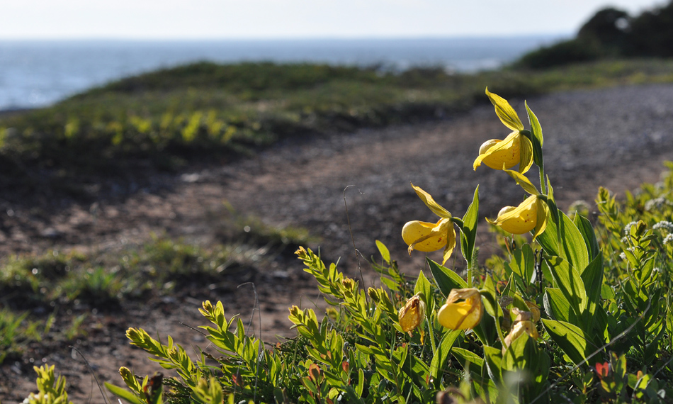 cypripedium planipetalum