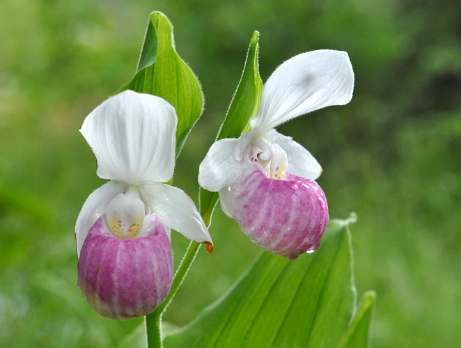 Cypripedium reginae