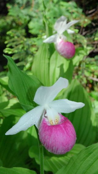 Cypripedium reginae