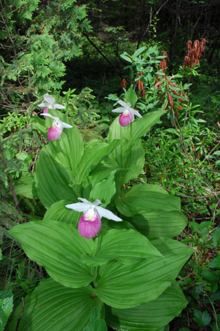 Cypripedium reginae