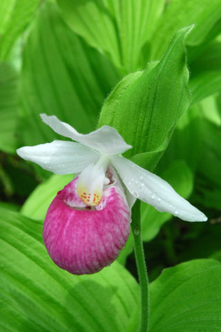 Cypripedium reginae