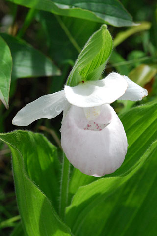 Cypripedium reginae