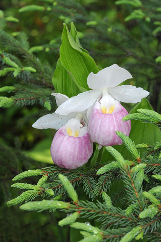 Cypripedium reginae