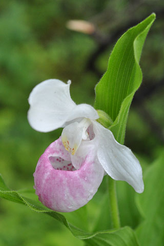 Cypripedium reginae