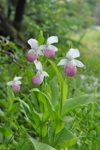 Cypripedium reginae