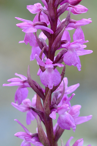 Dactylorhiza alpestris x Gymnadenia conopsea