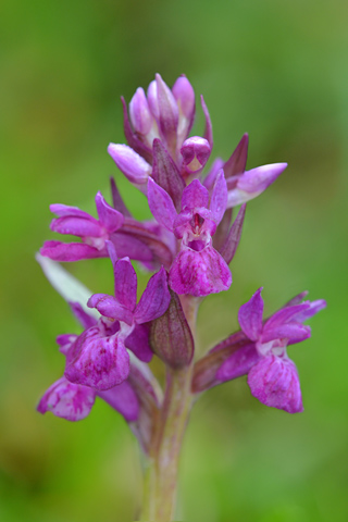 Dactylorhiza alpestris x Gymnadenia conopsea