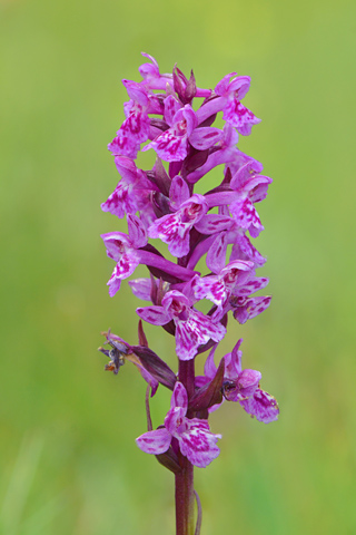 Dactylorhiza alpestris x Gymnadenia conopsea