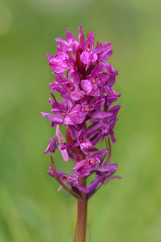 Dactylorhiza majalis x Gymnadenia rhellicani