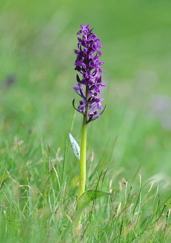 dactylorhiza alpestris