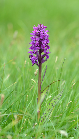 dactylorhiza alpestris