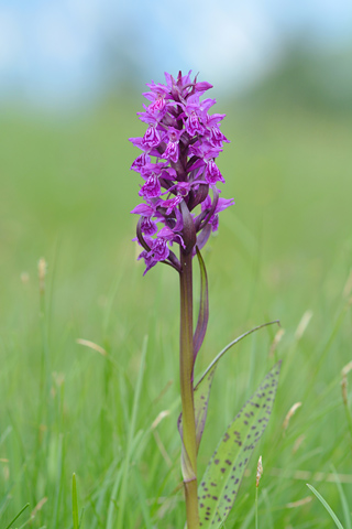 dactylorhiza alpestris