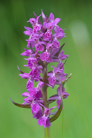 dactylorhiza alpestris