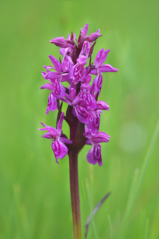 dactylorhiza alpestris