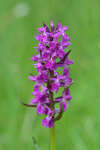 dactylorhiza alpestris