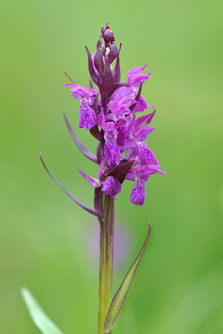 dactylorhiza alpestris