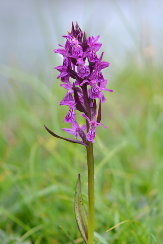 dactylorhiza alpestris