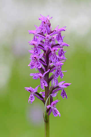 Dactylorhiza fuchsii x majalis