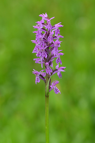 Dactylorhiza fuchsii x majalis