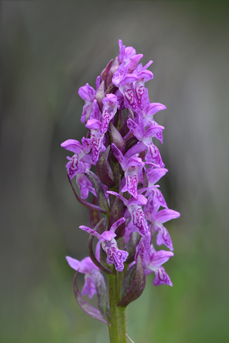 dactylorhiza cruenta