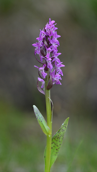 dactylorhiza cruenta