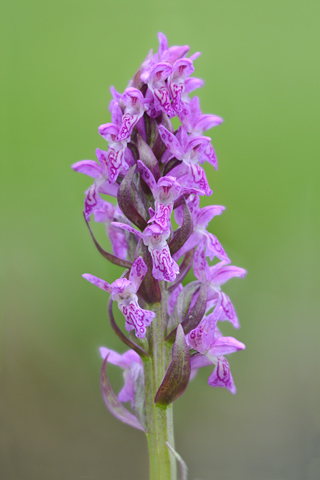 dactylorhiza cruenta