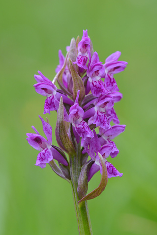 dactylorhiza cruenta