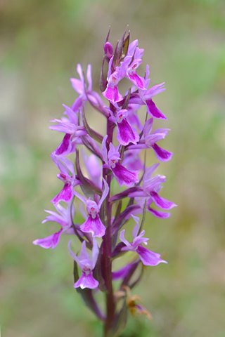 Dactylorhiza elata 