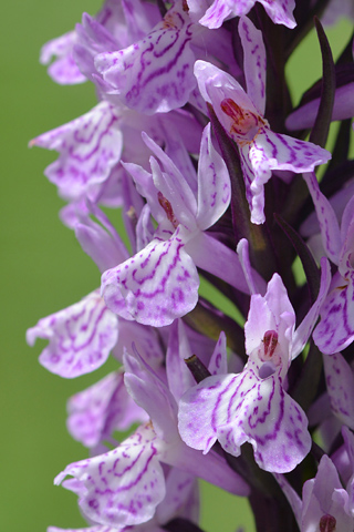 Dactylorhiza elata x fuchsii