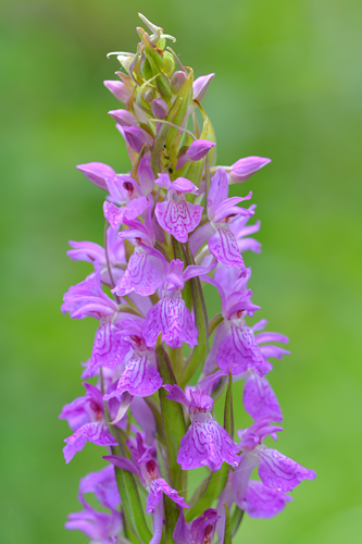 Dactylorhiza elata