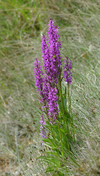 Dactylorhiza elata