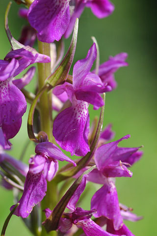 Dactylorhiza elata