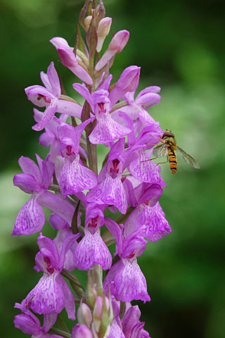 Dactylorhiza elata