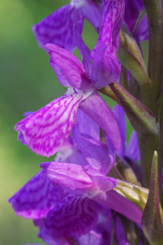 Dactylorhiza elata