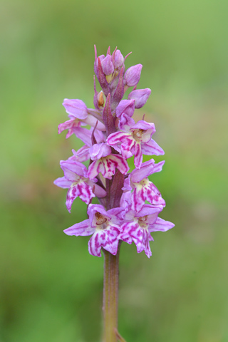 Dactylorhiza fuchsii x Pseudorchis albida