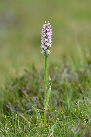 Dactylorhiza fuchsii x Pseudorchis albida