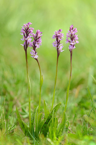 Dactylorhiza fuchsii x Pseudorchis albida