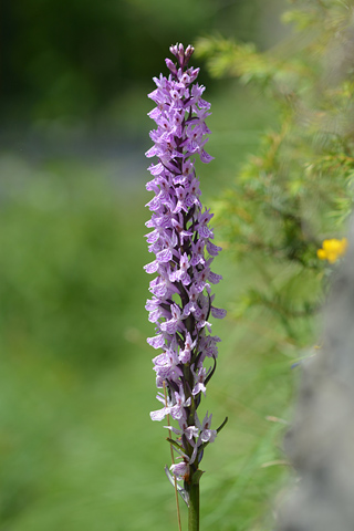 Dactylorhiza elata x fuchsii