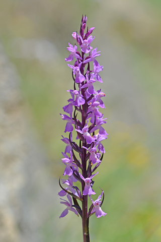 Dactylorhiza elata x fuchsii