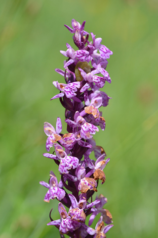 Dactylorhiza fuchsii x Gymnadenia conopsea