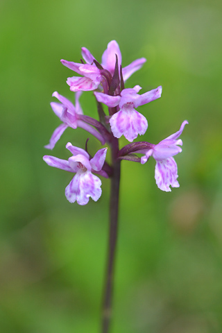 Dactylorhiza fuchsii x Gymnadenia odoratissima